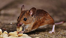 24 Hour & Emergency Exterminators in Whitworth University, WA